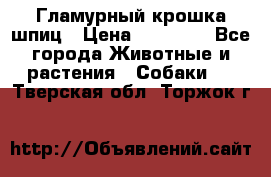 Гламурный крошка шпиц › Цена ­ 30 000 - Все города Животные и растения » Собаки   . Тверская обл.,Торжок г.
